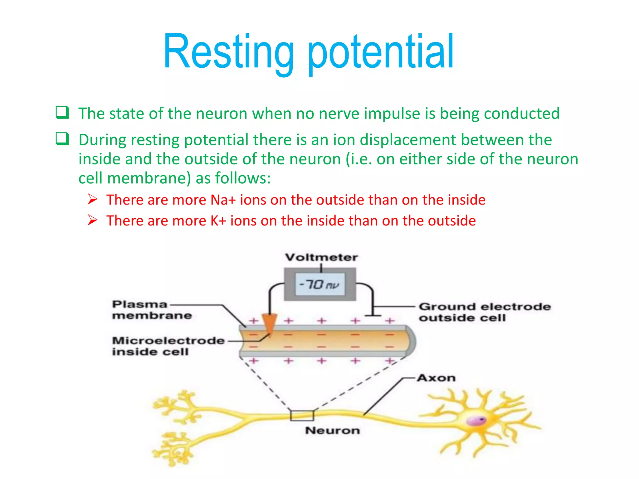 Resting potential
 The state of the neuron when no nerve impulse is being conducted
 During resting potential there is an ion displacement between the
inside and the outside of the neuron (i.e. on either side of the neuron
cell membrane) as follows:
 There are more Na+ ions on the outside than on the inside
 There are more K+ ions on the inside than on the outside
 