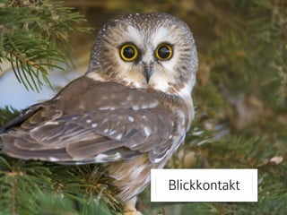 Blickkontakt 
 