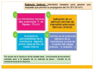 La membrana nerviosa
esta polarizada. P. de
Reposo -70 m/V
Aplicación de un
estimulo nervioso de
intensidad adecuada(
Estimulo Umbral)
Aumenta la
permeabilidad de la
membrana dejando
entrar ionesde Na+al
medio interno
Estimulo Umbral: Intensidad necesaria para generar una
respuesta que permita la propagación del I.N (15Y 20 m/V)
Por acción de la Apertura de los canales iones , comúnmente se encuentran
cerradas pero a la llegada de un estimulo se abren . Cambio en el
ambiente local de la Neurona
1 2
3 4
Cambio en el potencial
eléctrico de la
membrana ya que se
invierten las cargas
(interior : +) (exterior: -)
 