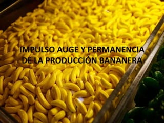 IMPULSO AUGE Y PERMANENCIA
DE LA PRODUCCIÓN BANANERA
 
