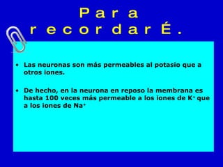 Para recordar…. Las neuronas son más permeables al potasio que a otros iones. De hecho, en la neurona en reposo la membrana es hasta 100 veces más permeable a los iones de K +  que a los iones de Na +  