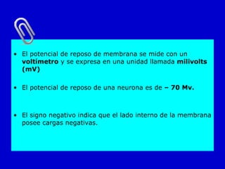 El potencial de reposo de membrana se mide con un  voltímetro  y se expresa en una unidad llamada  milivolts (mV) El potencial de reposo de una neurona es de  – 70 Mv. El signo negativo indica que el lado interno de la membrana posee cargas negativas. 