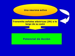 Una neurona activa Transmite señales eléctricas (IN) a lo  largo de su axón Potencial de Acción 