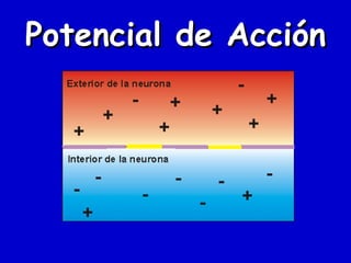 Potencial de Acción 