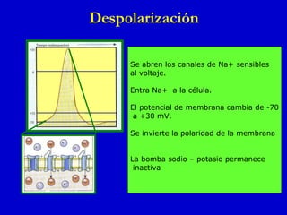 Despolarización Se abren los canales de Na+ sensibles al voltaje. Entra Na+  a la célula. El potencial de membrana cambia de -70 a +30 mV. Se invierte la polaridad de la membrana  La bomba sodio – potasio permanece inactiva 