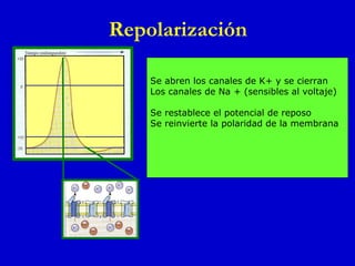 Repolarización Se abren los canales de K+ y se cierran Los canales de Na + (sensibles al voltaje) Se restablece el potencial de reposo Se reinvierte la polaridad de la membrana  
