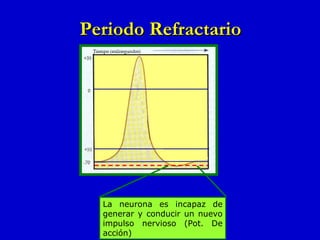 Periodo Refractario La neurona es incapaz de generar y conducir un nuevo impulso nervioso (Pot. De acción) 