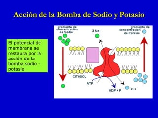 Acción de la Bomba de Sodio y Potasio El potencial de membrana se restaura por la acción de la bomba sodio - potasio 