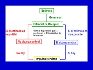 Cambio de potencial que se produce en el Sitio receptivo de la neurona 