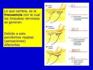 Lo que cambia, es la  frecuencia  con la cual los Impulsos nerviosos se generan. Debido a esto percibimos resptas (sensaciones) diferentes 