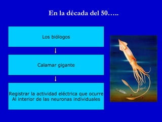 En la década del 50….. Calamar gigante Registrar la actividad eléctrica que ocurre Al interior de las neuronas individuales Los biólogos 