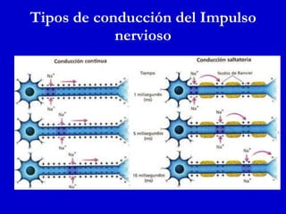 Tipos de conducción del Impulso nervioso 