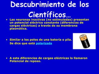 Descubrimiento de los Científicos… Las neuronas inactivas (no estimuladas) presentan un potencial eléctrico constante (diferencias de cargas eléctricas) a través de su membrana plasmática. Similar a los polos de una batería o pila. Se dice que está  polarizada A esta diferencias de cargas eléctricas la llamaron Potencial de reposo. 