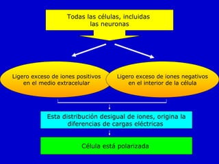 Ligero exceso de iones positivos en el medio extracelular Todas las células, incluidas  las neuronas Ligero exceso de iones negativos en el interior de la célula Esta distribución desigual de iones, origina la diferencias de cargas eléctricas  Célula está polarizada  