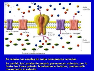 En reposo, los canales de sodio permanecen cerrados En cambio los canales de potasio permanecen abiertos, por lo tanto, los iones potasio  bombeados al interior, pueden salir nuevamente al exterior. 
