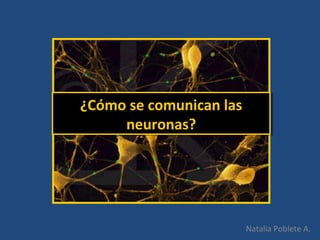 ¿Cómo se comunican las
neuronas?
¿Cómo se comunican las
neuronas?
Natalia Poblete A.
 