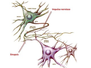 Impulso nervioso
Sinapsis
 
