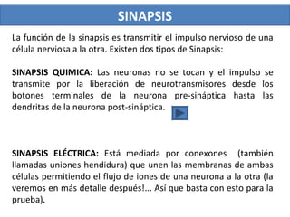 SINAPSIS
La función de la sinapsis es transmitir el impulso nervioso de una
célula nerviosa a la otra. Existen dos tipos de Sinapsis:
SINAPSIS QUIMICA: Las neuronas no se tocan y el impulso se
transmite por la liberación de neurotransmisores desde los
botones terminales de la neurona pre-sináptica hasta las
dendritas de la neurona post-sináptica.
SINAPSIS ELÉCTRICA: Está mediada por conexones (también
llamadas uniones hendidura) que unen las membranas de ambas
células permitiendo el flujo de iones de una neurona a la otra (la
veremos en más detalle después!... Así que basta con esto para la
prueba).
 
