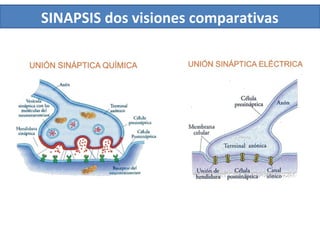 SINAPSIS dos visiones comparativas
 
