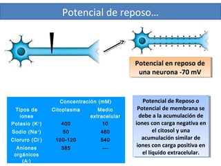 Potencial de reposo…
Concentración (mM)
Tipos de
iones
Citoplasma Medio
extracelular
Potasio (K+
) 400 10
Sodio (Na+
) 50 460
Cloruro (Cl-
) 100-120 540
Aniones
orgánicos
(A-
)
385 ---
Potencial de Reposo o
Potencial de membrana se
debe a la acumulación de
iones con carga negativa en
el citosol y una
acumulación similar de
iones con carga positiva en
el líquido extracelular.
Potencial de Reposo o
Potencial de membrana se
debe a la acumulación de
iones con carga negativa en
el citosol y una
acumulación similar de
iones con carga positiva en
el líquido extracelular.
Potencial en reposo de
una neurona -70 mV
Potencial en reposo de
una neurona -70 mV
 