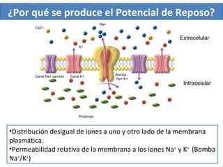 ¿Por qué se produce el Potencial de Reposo?
•Distribución desigual de iones a uno y otro lado de la membrana
plasmática.
•Permeabilidad relativa de la membrana a los iones Na+
y K+
(Bomba
Na+
/K+
)
Proteínas
Canal Na+ cerrado Canal K+
Bomba
Na+/K+
Extracelular
Intracelular
Ca2+
Na+
K+
 