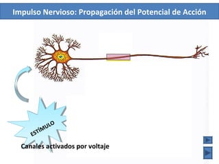 Impulso Nervioso: Propagación del Potencial de Acción
ESTÍMULO
ESTÍMULO
Canales activados por voltaje
 