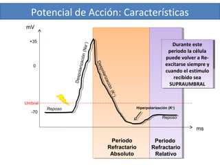 Potencial de Acción: Características
Periodo
Refractario
Absoluto
Periodo
Refractario
Relativo
Despolarización(Na+
)
Despolarización(K
+)
Hiperpolarización (K+
)
mV
-70
0
+35
Reposo
Reposo
Umbral
ms
Durante este
periodo la célula no
puede ser
REexcitada
Durante este
periodo la célula no
puede ser
REexcitada
Durante este
periodo la célula
puede volver a Re-
excitarse siempre y
cuando el estímulo
recibido sea
SUPRAUMBRAL
Durante este
periodo la célula
puede volver a Re-
excitarse siempre y
cuando el estímulo
recibido sea
SUPRAUMBRAL
 