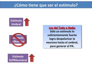 ¿Cómo tiene que ser el estímulo?
Estímulo
Umbral
Estímulo
SUBumbral
Estímulo
SUPRAumbral
Ley del Todo o Nada:Ley del Todo o Nada:
Sólo un estímulo lo
suficientemente fuerte
logra despolarizar la
neurona hasta el umbral,
para generar el PA.
Ley del Todo o Nada:Ley del Todo o Nada:
Sólo un estímulo lo
suficientemente fuerte
logra despolarizar la
neurona hasta el umbral,
para generar el PA.
 