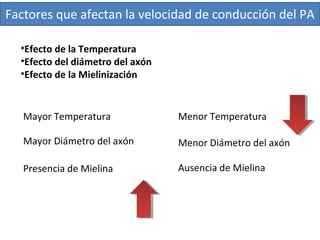 Factores que afectan la velocidad de conducción del PA
•Efecto de la Temperatura
•Efecto del diámetro del axón
•Efecto de la Mielinización
Mayor Temperatura
Mayor Diámetro del axón Menor Diámetro del axón
Menor Temperatura
Presencia de Mielina Ausencia de Mielina
 