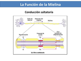 La Función de la Mielina
Conducción saltatoria
 