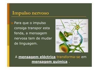 Impulso nervoso
Para que o impulso
consiga transpor esta
fenda, a mensagem
nervosa tem de mudar
de linguagem.

A mensagem eléctrica transforma-se em
mensagem química .

 