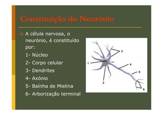 Constituição do Neurónio
A célula nervosa, o
neurónio, é constituído
por:
1- Núcleo
2- Corpo celular
3- Dendrites
4- Axónio
5- Baínha de Mielina
6- Arborização terminal

 