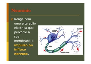 Neurónio
Reage com
uma alteração
eléctrica que
percorre a
sua
membrana o
impulso ou
influxo
nervoso.

 