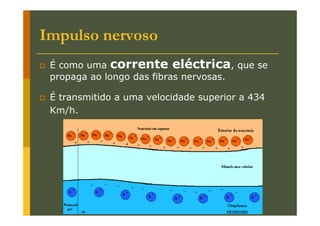 Impulso nervoso
É como uma corrente eléctrica, que se
propaga ao longo das fibras nervosas.
É transmitido a uma velocidade superior a 434
Km/h.

 