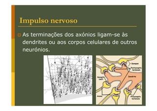 Impulso nervoso
As terminações dos axónios ligam-se às
dendrites ou aos corpos celulares de outros
neurónios.

 