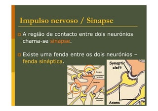 Impulso nervoso / Sinapse
A região de contacto entre dois neurónios
chama-se sinapse.
Existe uma fenda entre os dois neurónios –
fenda sináptica.

 