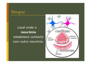 Sinapse
Local onde o
neurónio
estabelece contacto
com outro neurónio.

 