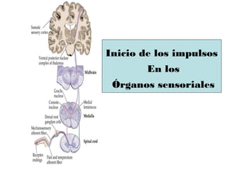 Inicio de los impulsos
        En los
 Órganos sensoriales
 
