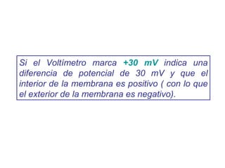 Si el Voltímetro marca  +30 mV  indica una diferencia de potencial de 30 mV y que el interior de la membrana es positivo ( con lo que el exterior de la membrana es negativo). 