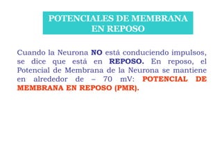POTENCIALES DE MEMBRANA EN REPOSO Cuando la Neurona  NO  está conduciendo impulsos, se dice que está en  REPOSO.  En reposo, el Potencial de Membrana de la Neurona se mantiene en alrededor de – 70 mV:  POTENCIAL DE MEMBRANA EN REPOSO (PMR). 