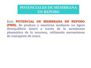 POTENCIALES DE MEMBRANA EN REPOSO Este  POTENCIAL DE MEMBRANA EN REPOSO (PMR).  Se produce y mantiene mediante un ligero desequilibrio iónico a través de la membrana plasmática de la neurona, utilizando mecanismos de transporte de iones. 