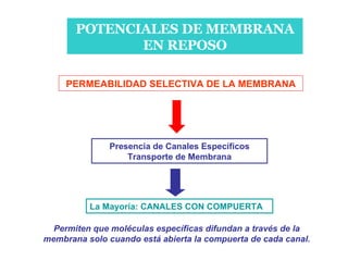 POTENCIALES DE MEMBRANA EN REPOSO PERMEABILIDAD SELECTIVA DE LA MEMBRANA Presencia de Canales Específicos Transporte de Membrana La Mayoría: CANALES CON COMPUERTA Permiten que moléculas específicas difundan a través de la membrana solo cuando está abierta la compuerta de cada canal. 