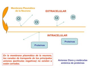 Aniones Cloro y moléculas aniónica de proteínas Membrana Plasmática de la Neurona En la membrana plasmática de la neurona, los canales de transporte de los principales aniones (partículas negativas) no existen o están cerradas. EXTRACELULAR INTRACELULAR Cl Cl Cl Proteínas Proteínas Cl 