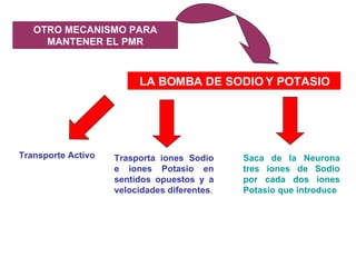 OTRO MECANISMO PARA MANTENER EL PMR LA BOMBA DE SODIO Y POTASIO Transporte Activo Trasporta iones Sodio e iones Potasio en sentidos opuestos y a velocidades diferentes . Saca de la Neurona tres iones de Sodio por cada dos iones Potasio que introduce 