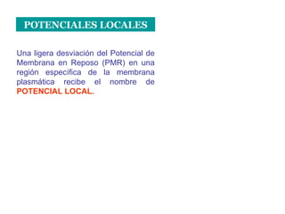 POTENCIALES LOCALES Una ligera desviación del Potencial de Membrana en Reposo (PMR) en una región específica de la membrana plasmática recibe el nombre de   POTENCIAL LOCAL. 