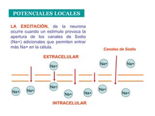 POTENCIALES LOCALES LA EXCITACIÓN,  de la neurona ocurre cuando un estímulo provoca la apertura de los canales de Sodio (Na+) adicionales que permiten entrar más Na+ en la célula. Canales de Sodio EXTRACELULAR INTRACELULAR Na+ Na+ Na+ Na+ Na+ Na+ Na+ Na+ Na+ Na+ 