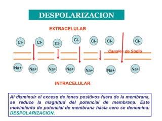 DESPOLARIZACION Canales de Sodio EXTRACELULAR INTRACELULAR Al disminuir el exceso de iones positivos fuera de la membrana, se reduce la magnitud del potencial de membrana. Este movimiento de potencial de membrana hacia cero se denomina:  DESPOLARIZACION . Cl- Na+ Na+ Na+ Cl- Na+ Cl- Na+ Na+ Na+ Cl- Cl- Cl- Cl- 
