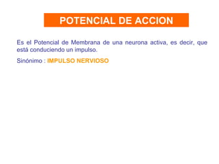 POTENCIAL DE ACCION Es el Potencial de Membrana de una neurona activa, es decir, que está conduciendo un impulso. Sinónimo :  IMPULSO NERVIOSO 