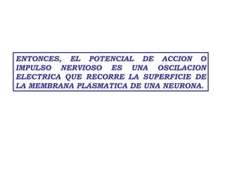 ENTONCES, EL POTENCIAL DE ACCION O IMPULSO NERVIOSO ES UNA OSCILACION ELECTRICA QUE RECORRE LA SUPERFICIE DE LA MEMBRANA PLASMATICA DE UNA NEURONA. 