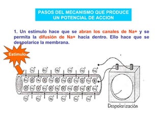 PASOS DEL MECANISMO QUE PRODUCE UN POTENCIAL DE ACCION 1. Un estímulo hace que se  abran los canales de Na+  y se permita la  difusión de Na+  hacia dentro. Ello hace que se despolarice la membrana. Estímulo 